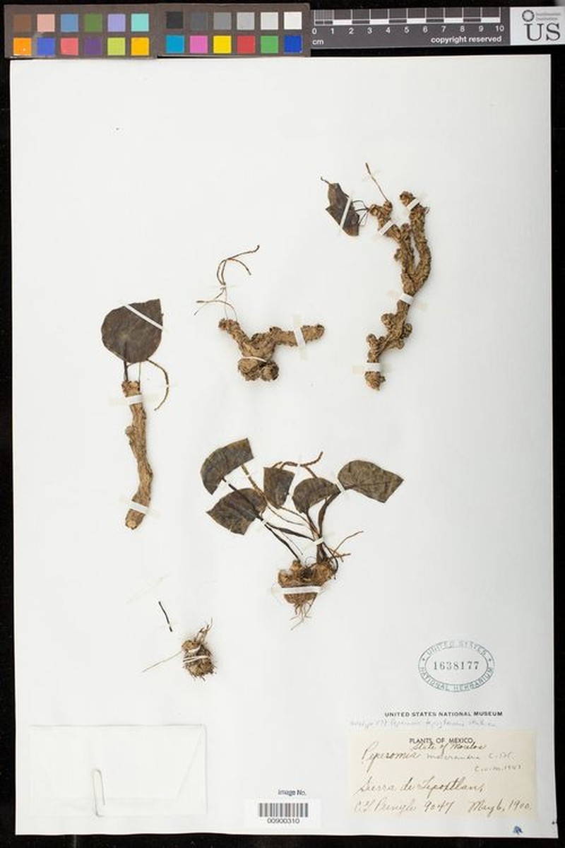 Peperomia tepoztecoana