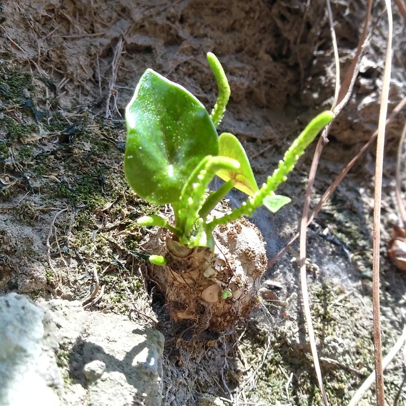 Peperomia tepoztecoana photo 2