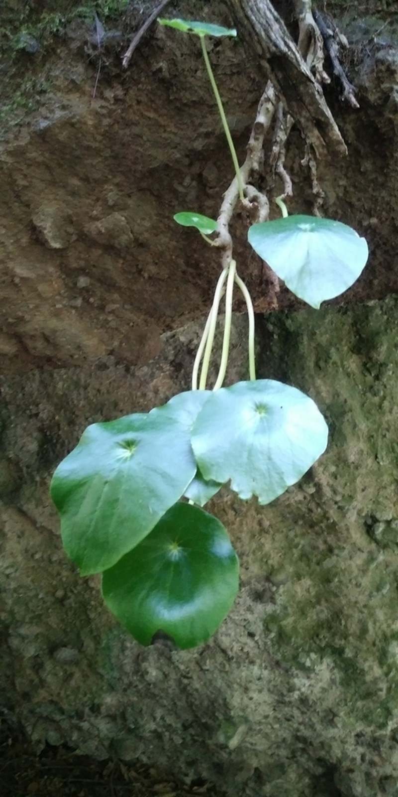 Peperomia tepoztecoana photo 4