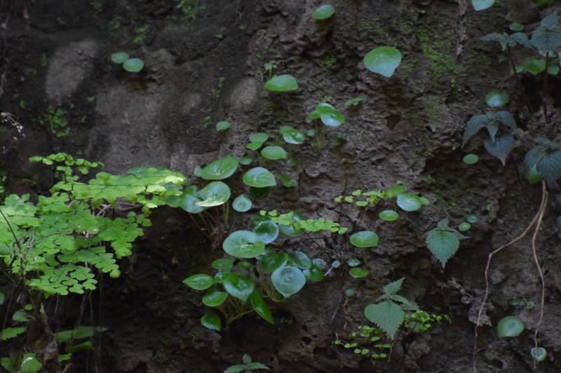 Peperomia tepoztecoana photo 5