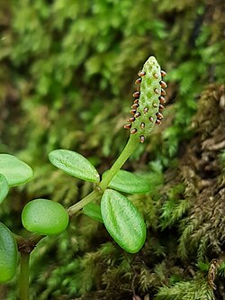 Acorn Peperomia