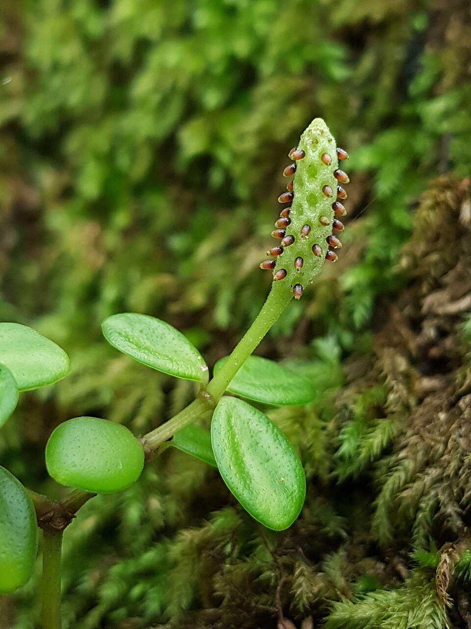 Acorn Peperomia photo 5