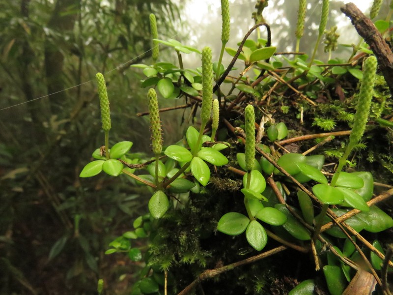 Acorn Peperomia photo 2