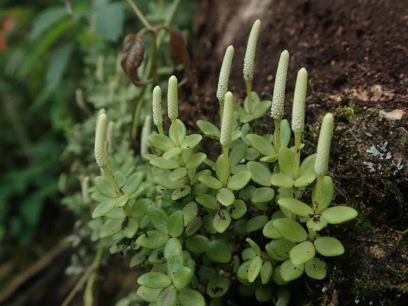 Acorn Peperomia photo 3