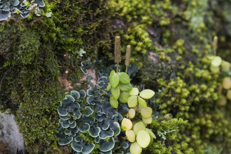Acorn Peperomia photo 4