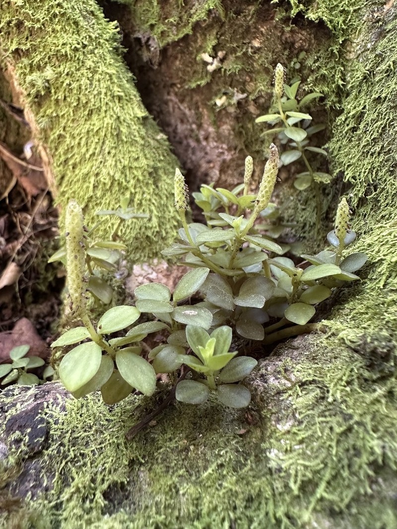 Acorn Peperomia photo 5