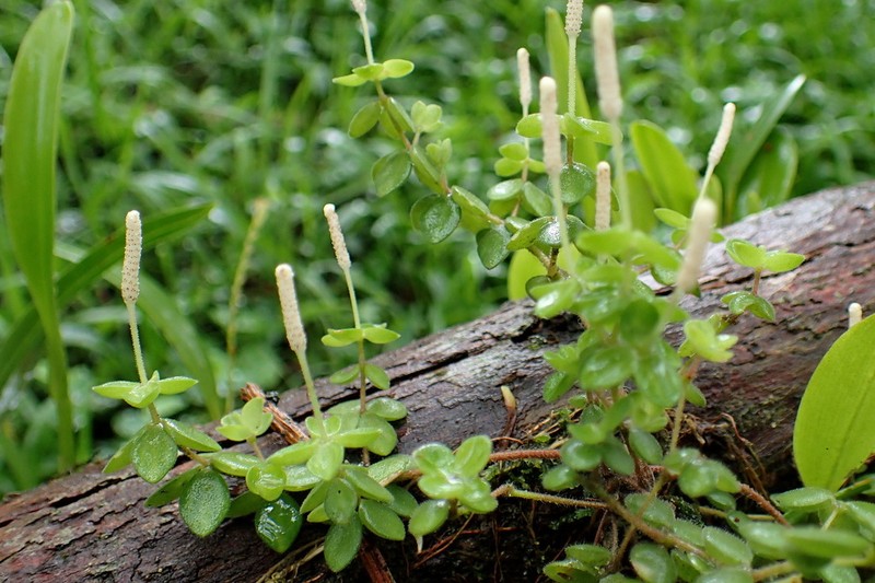 Acorn Peperomia photo 6