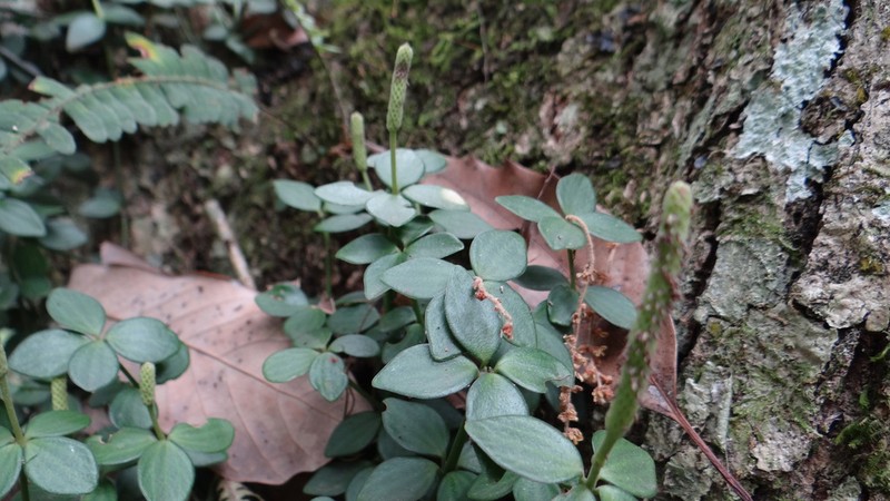 Acorn Peperomia photo 7