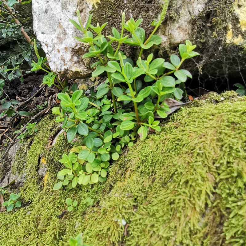 Acorn Peperomia photo 8
