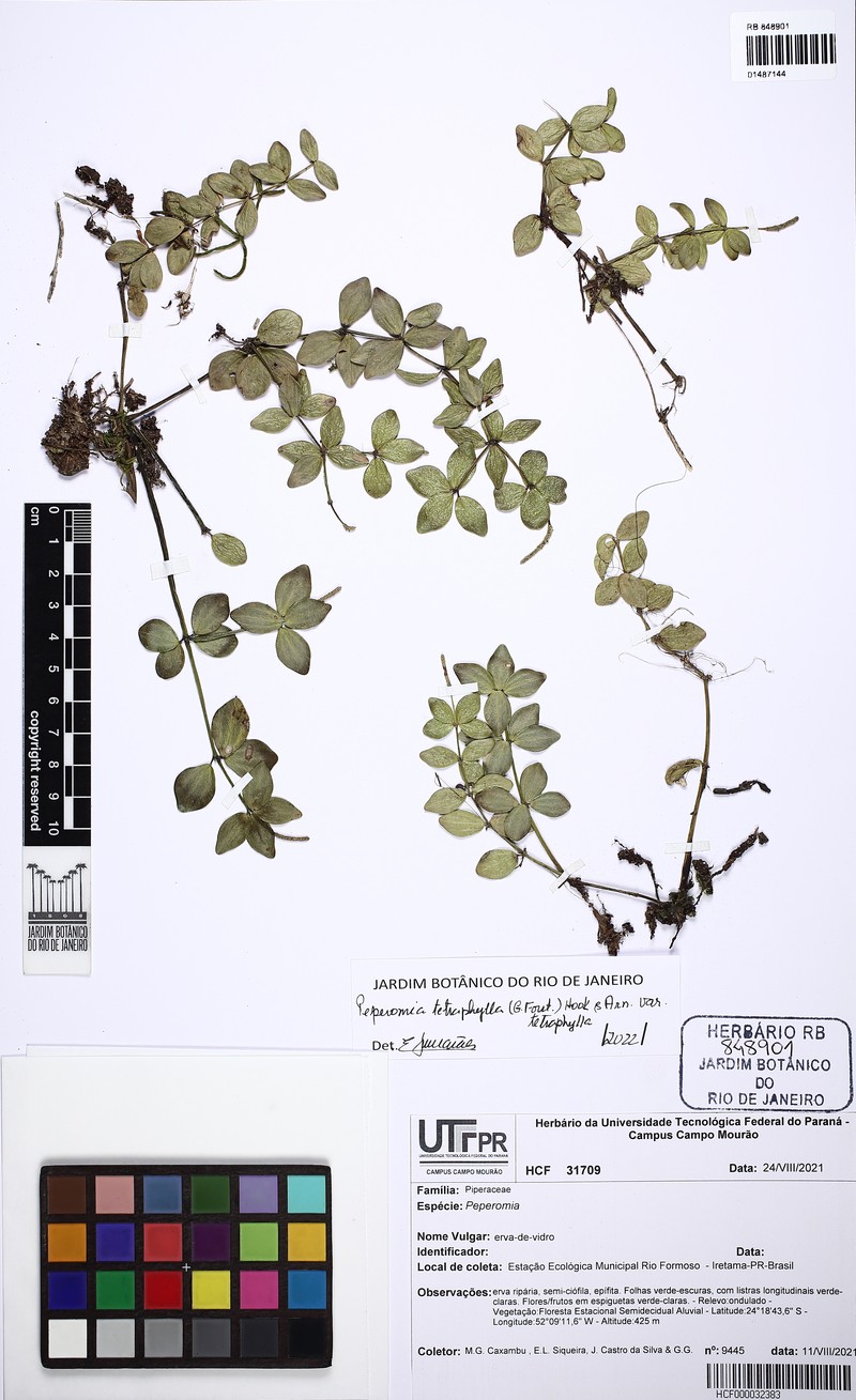 Peperomia tetraphylla var. tetraphylla