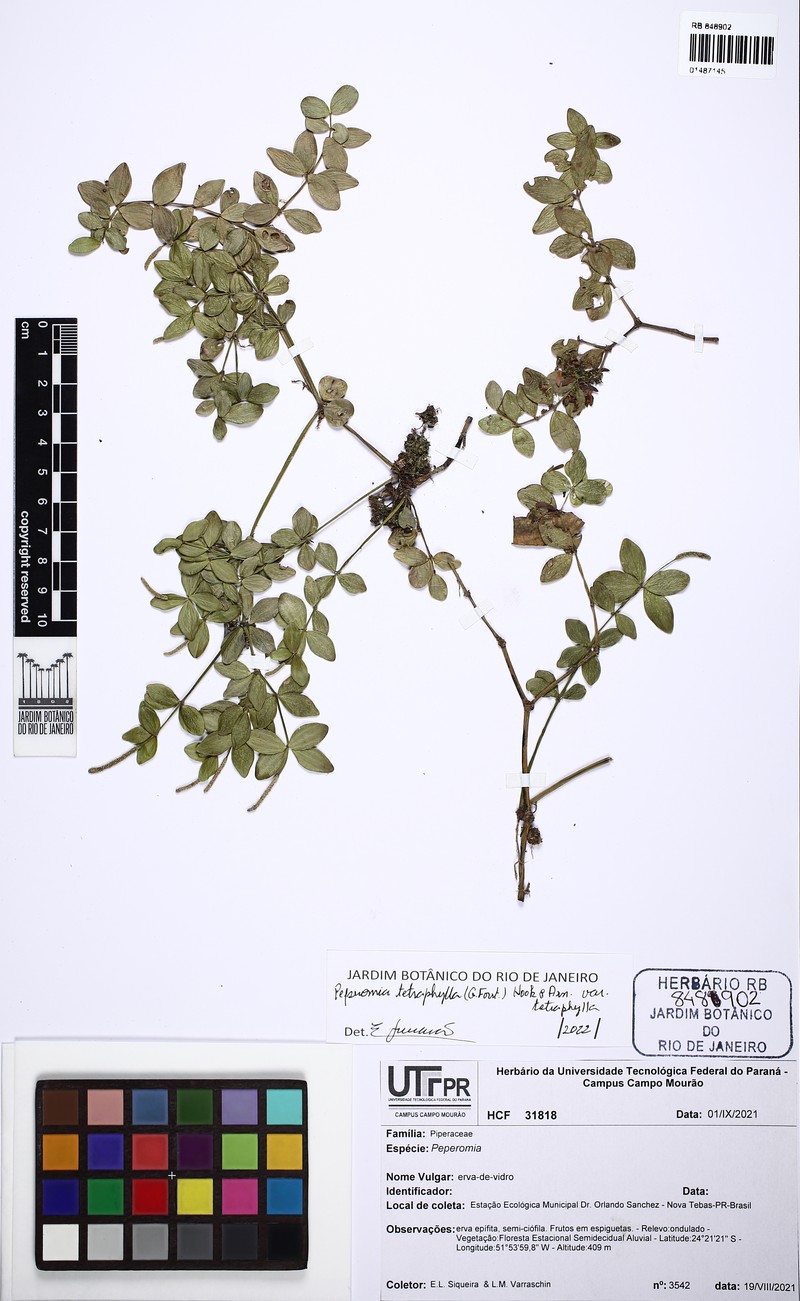 Peperomia tetraphylla var. tetraphylla photo 2