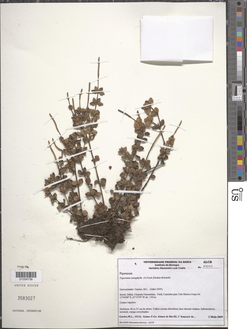 Peperomia tetraphylla var. tetraphylla photo 3