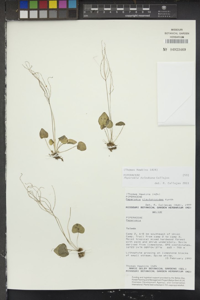 Peperomia toledoana photo 2