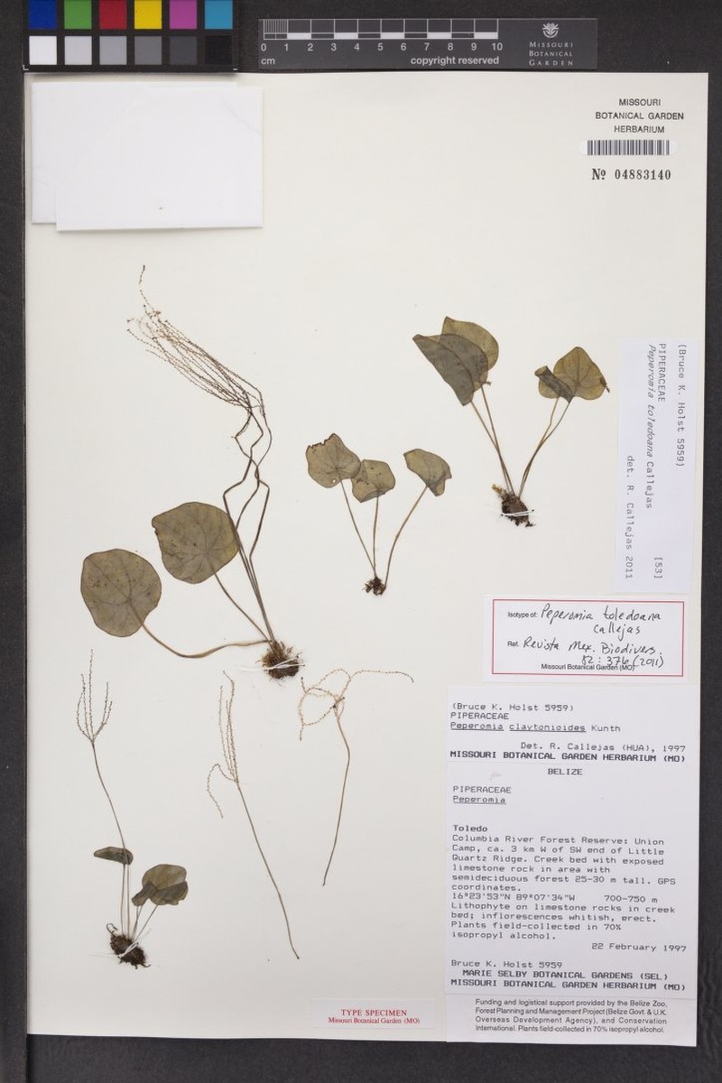 Peperomia toledoana photo 3