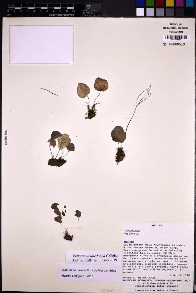 Peperomia toledoana photo 4