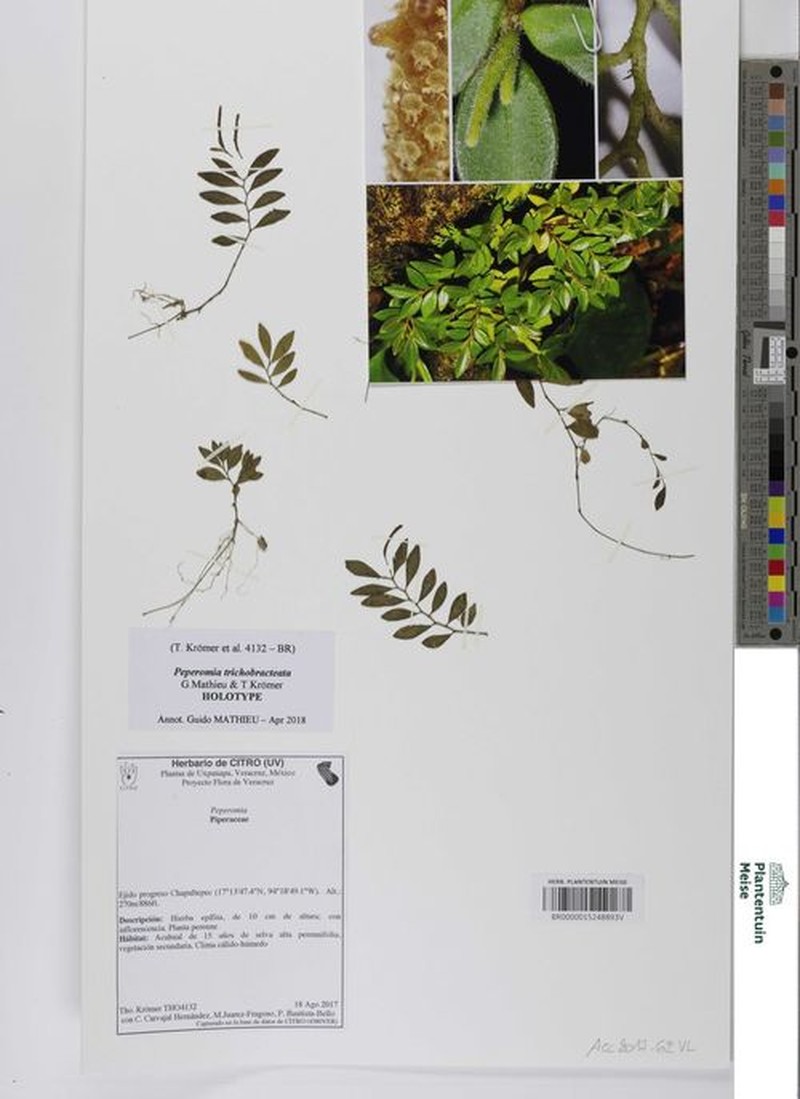 Peperomia trichobracteata