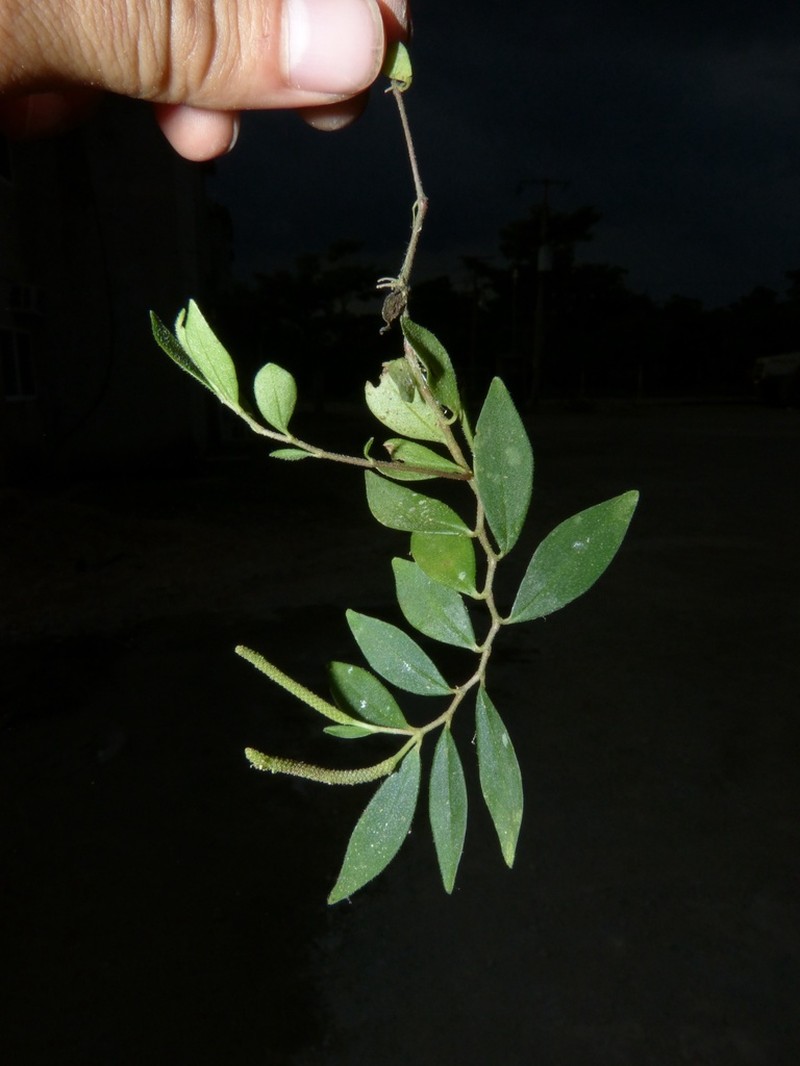 Peperomia trichobracteata photo 2
