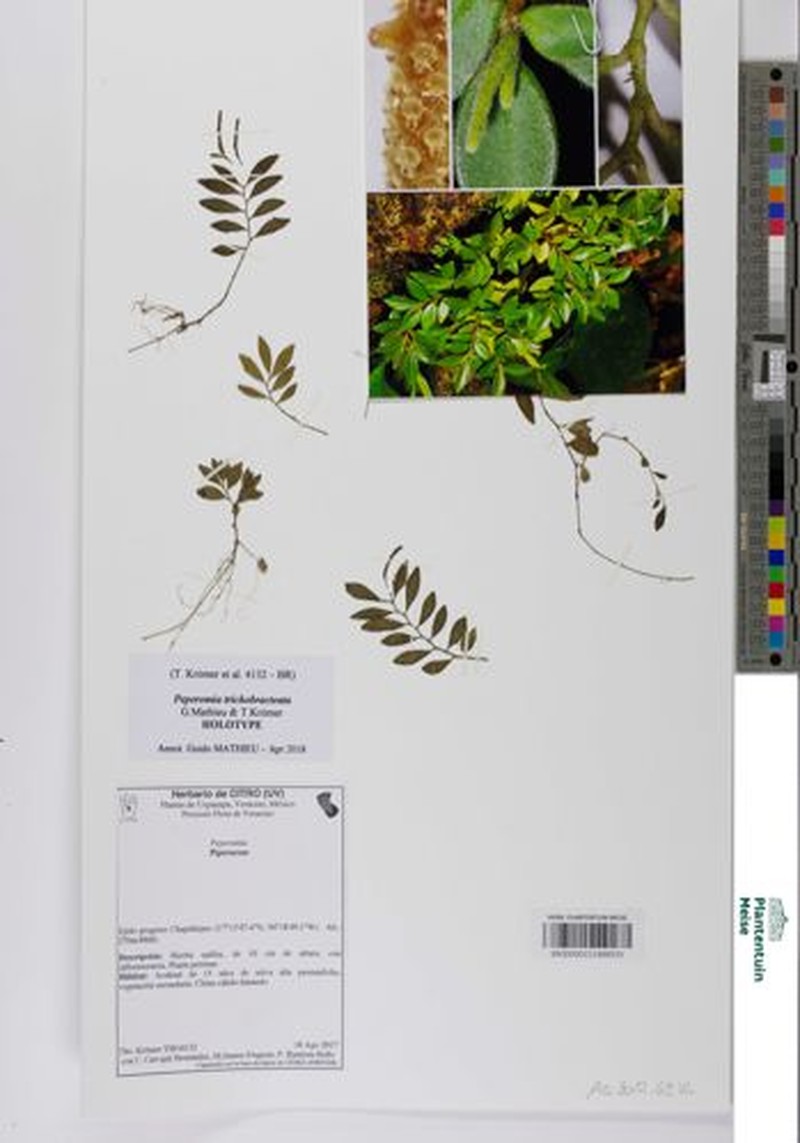 Peperomia trichobracteata photo 3