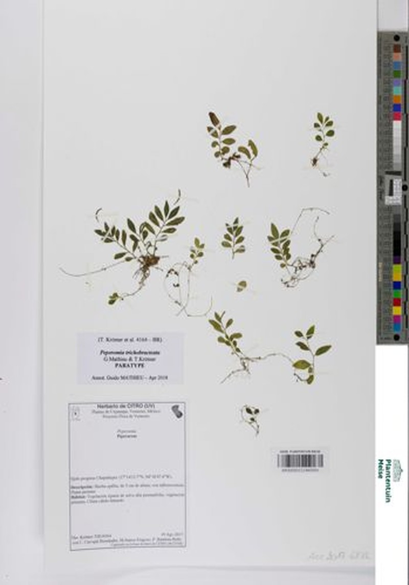 Peperomia trichobracteata photo 4