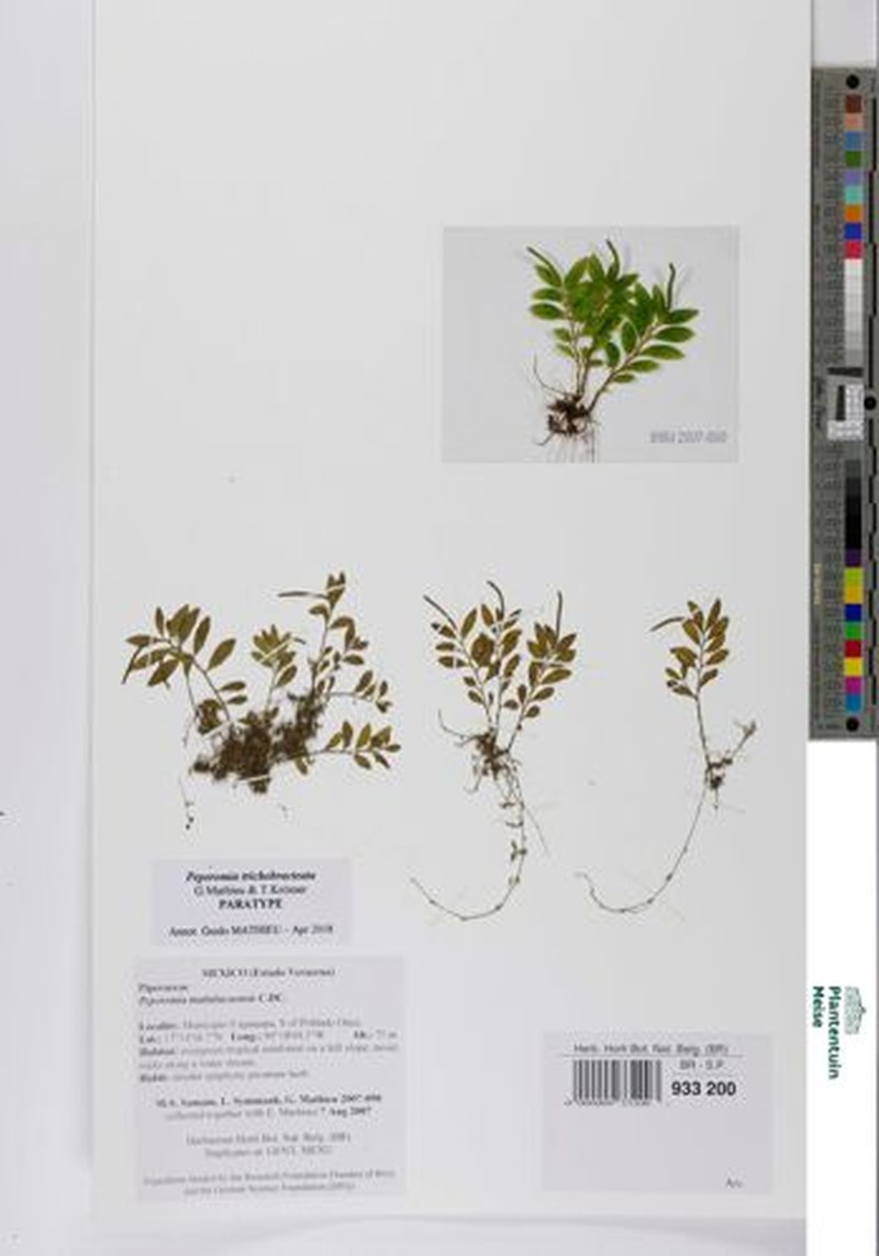 Peperomia trichobracteata photo 6