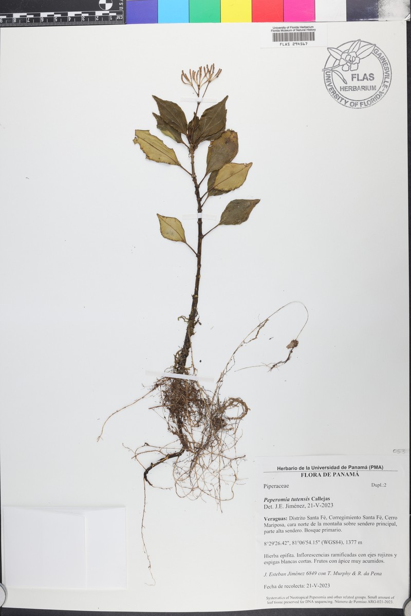 Peperomia tutensis