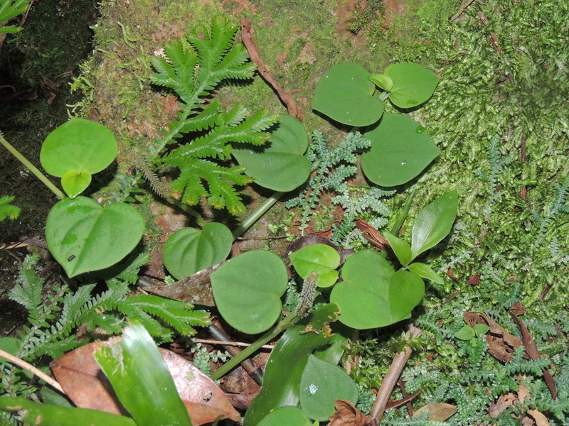 Brazilian Peperomia