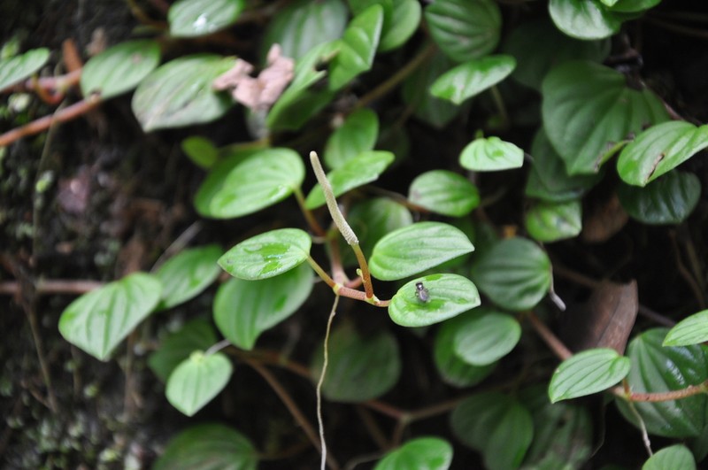 Brazilian Peperomia photo 2