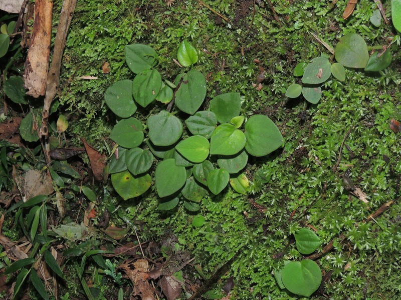 Brazilian Peperomia photo 3