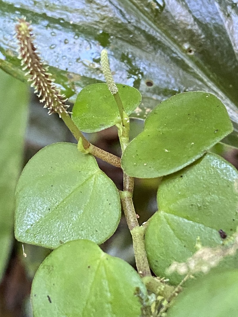 Brazilian Peperomia photo 4