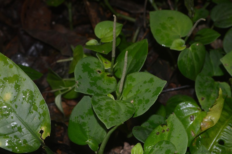Brazilian Peperomia photo 5