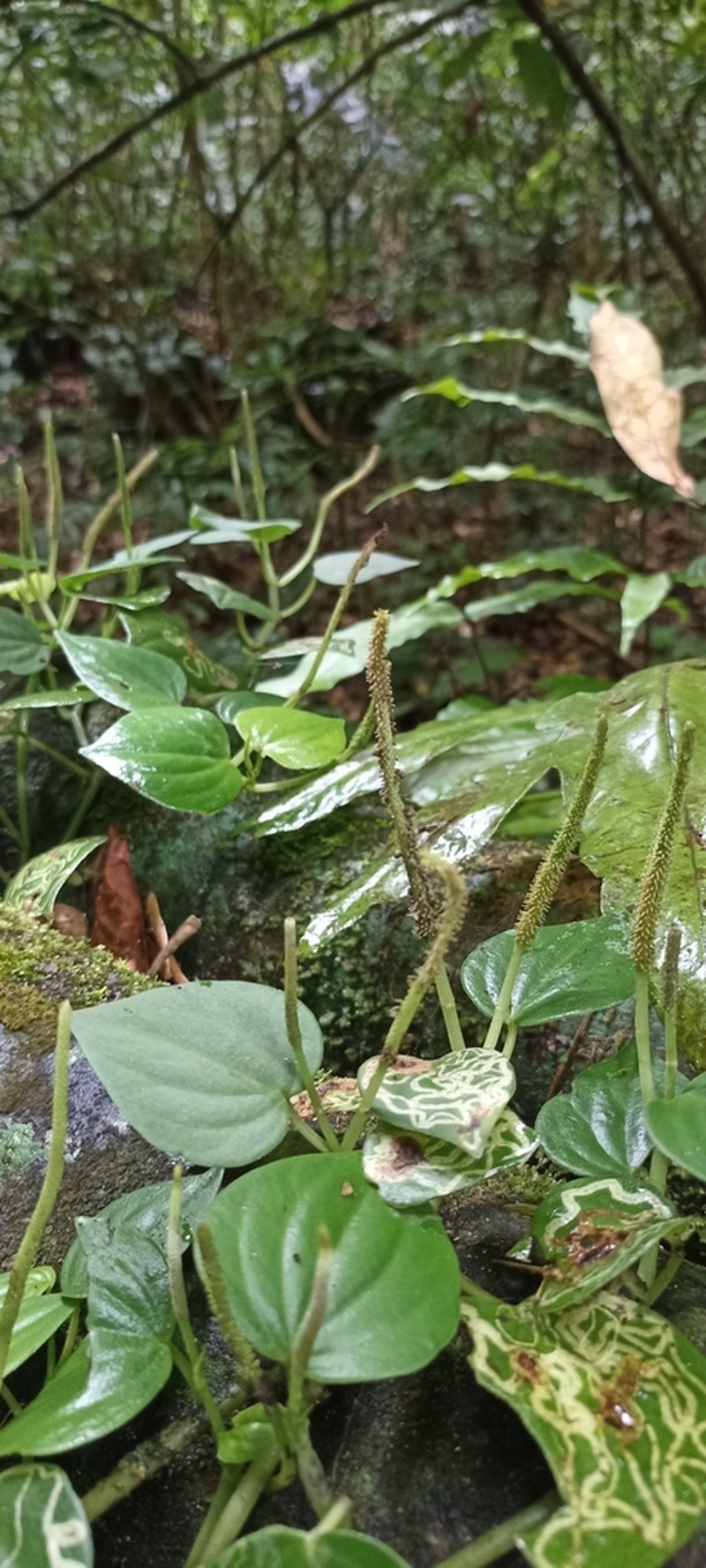 Brazilian Peperomia photo 6