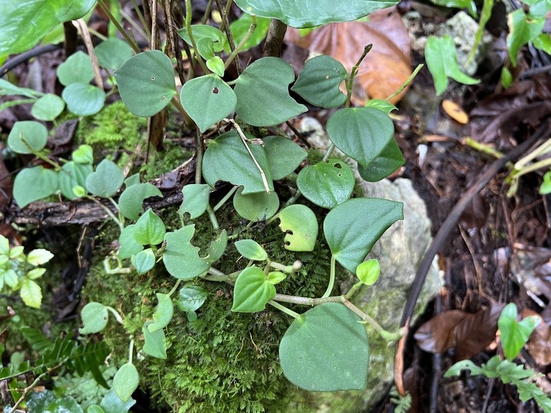 Brazilian Peperomia photo 7