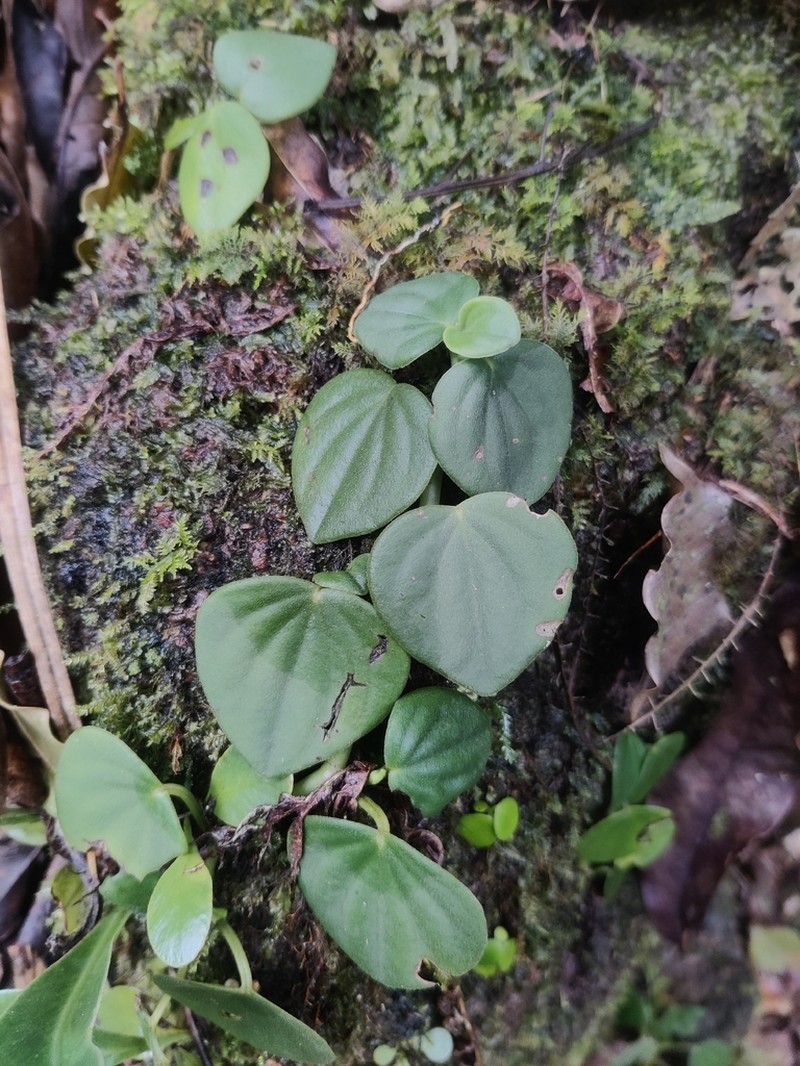 Brazilian Peperomia photo 8