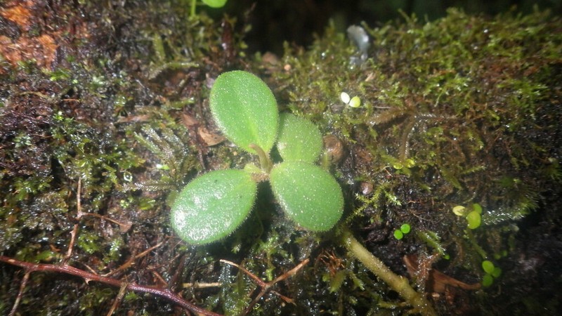 Peperomia variilimba