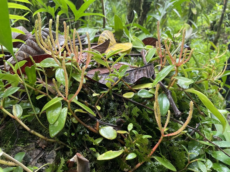 Peperomia variilimba photo 2