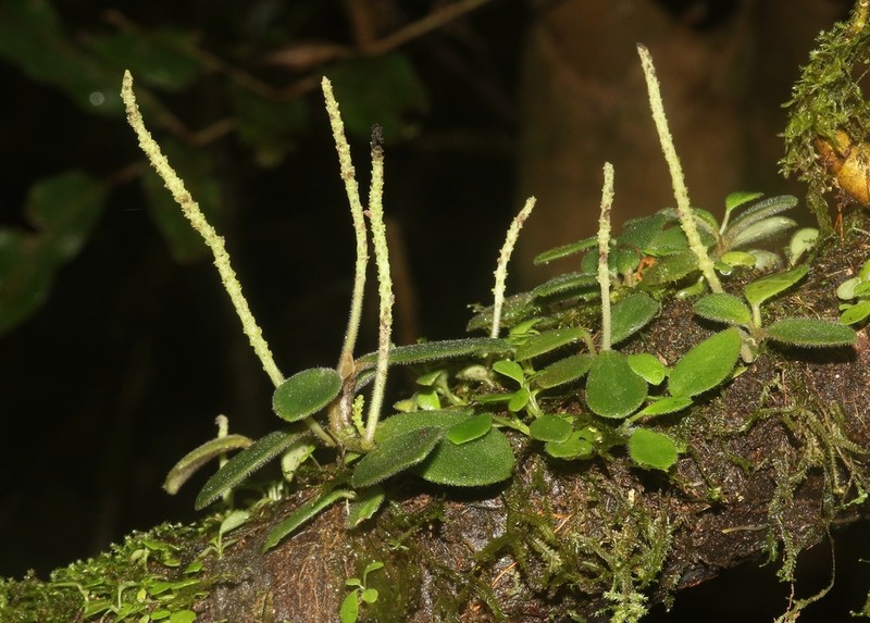 Peperomia variilimba photo 3