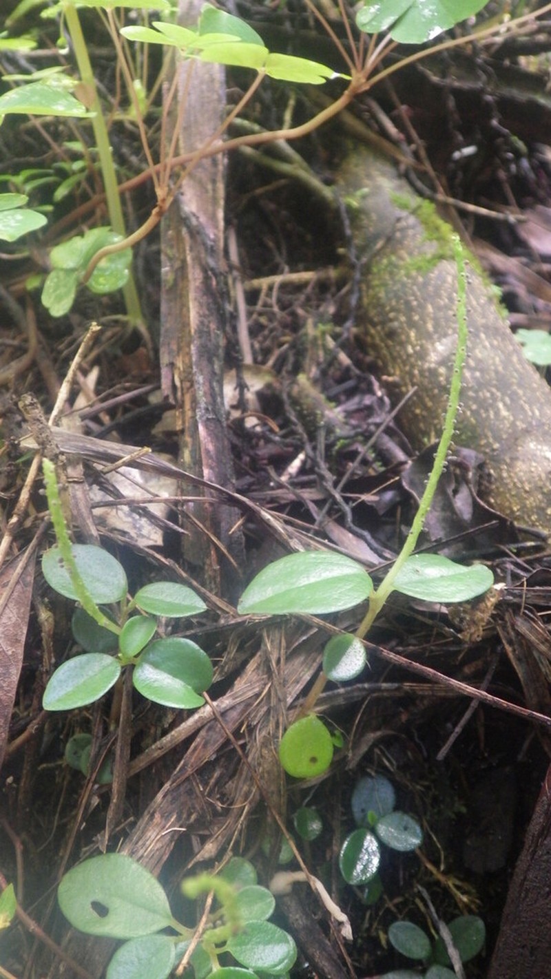 Peperomia variilimba photo 4