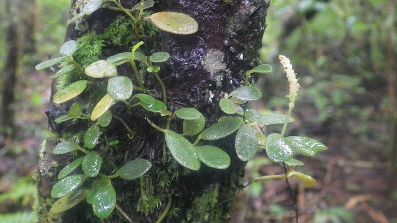 Peperomia variilimba photo 6