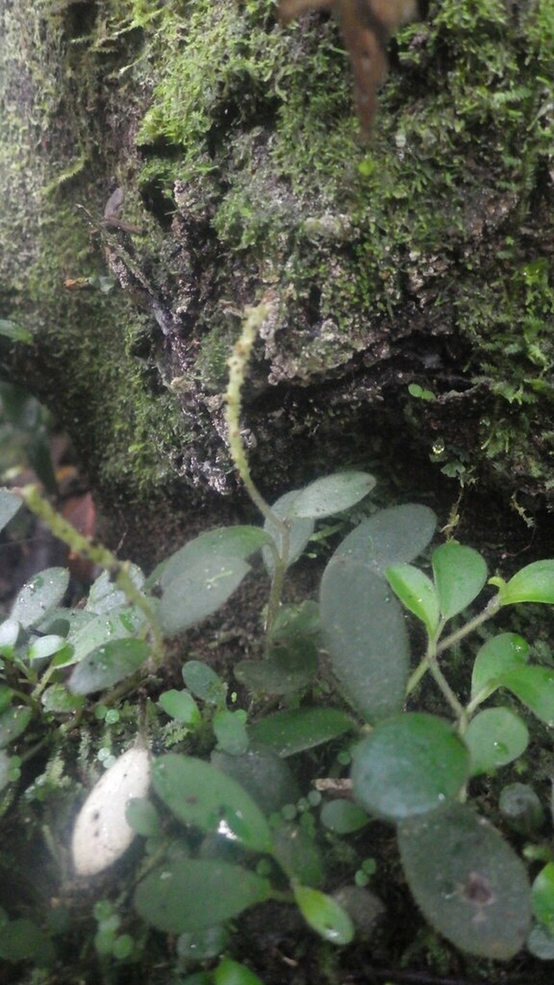 Peperomia variilimba photo 7