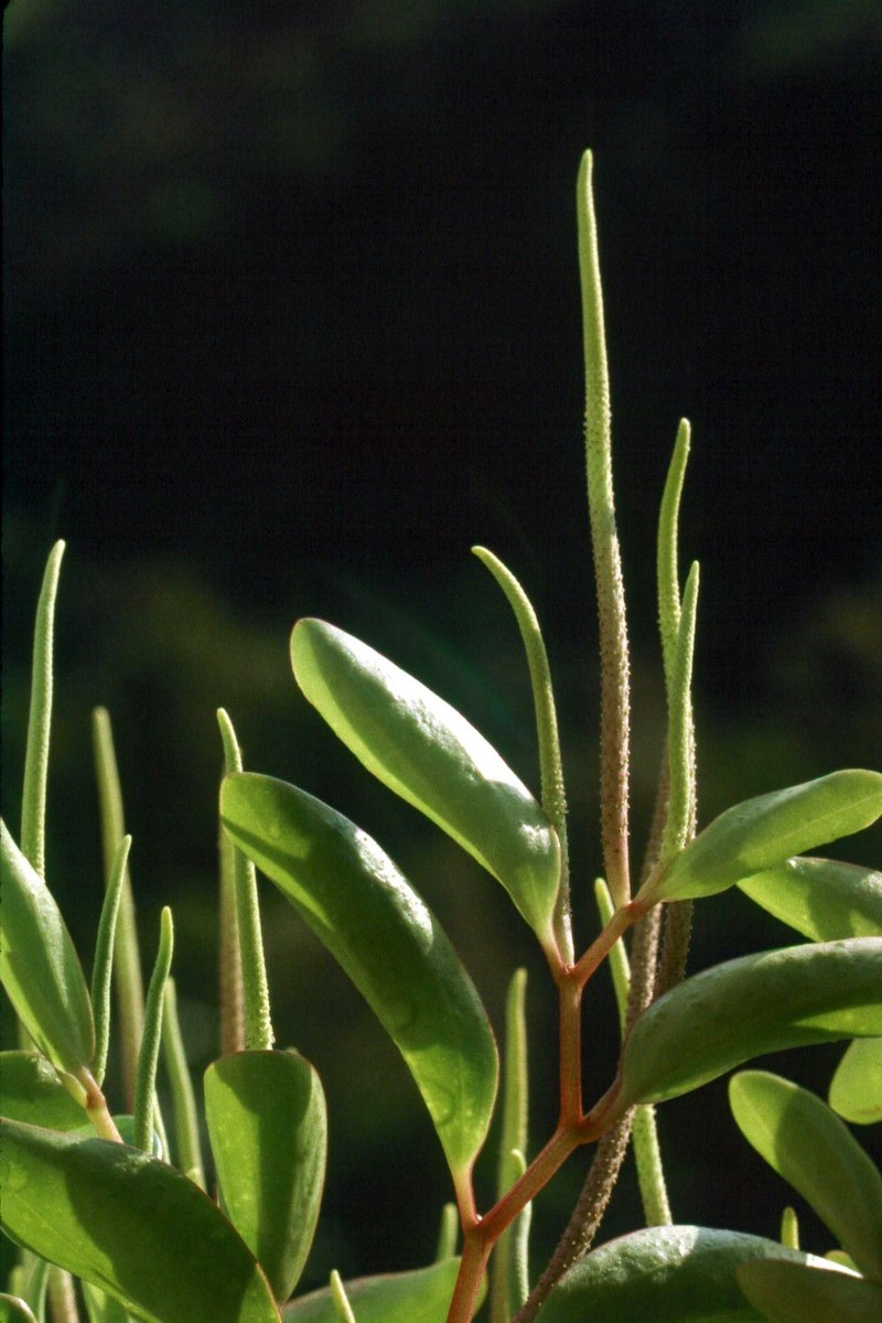 Wheeler's Peperomia