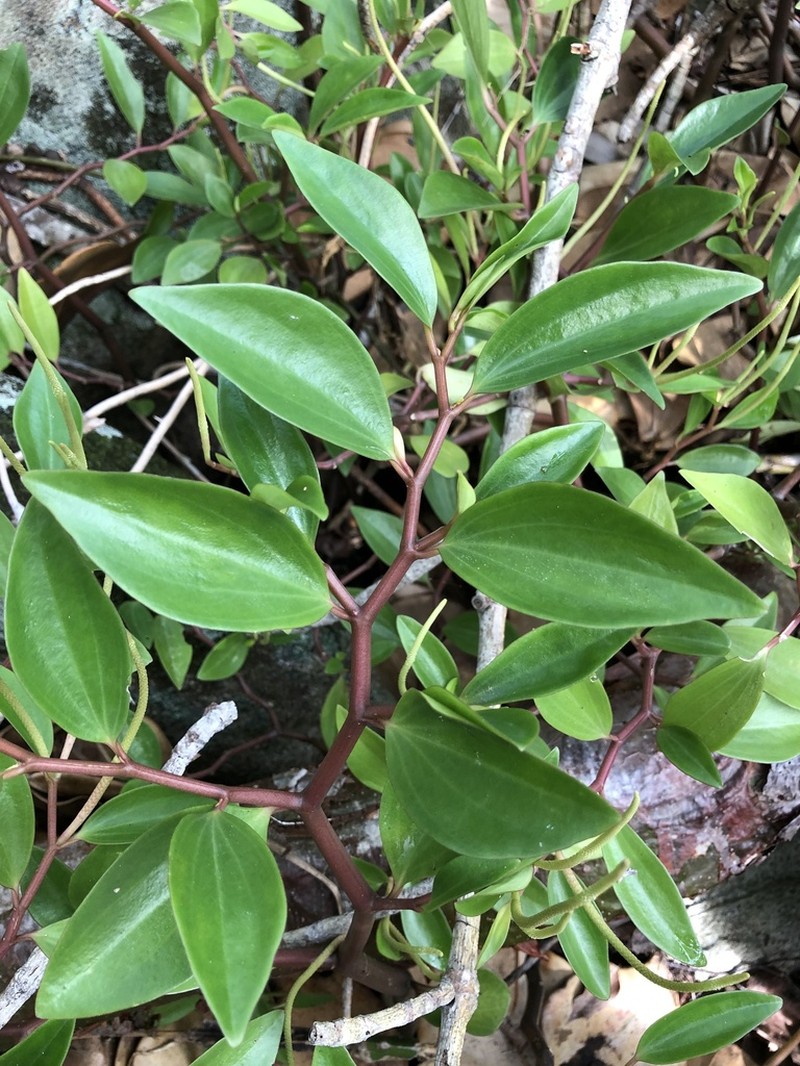 Wheeler's Peperomia photo 2