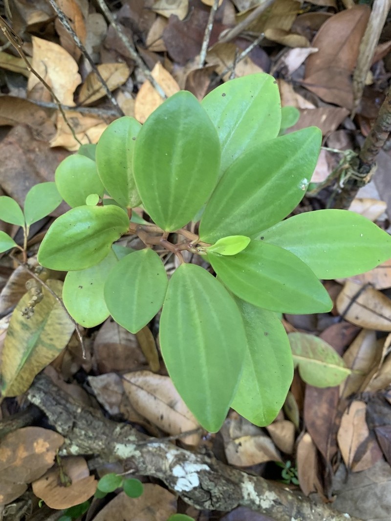 Wheeler's Peperomia photo 4