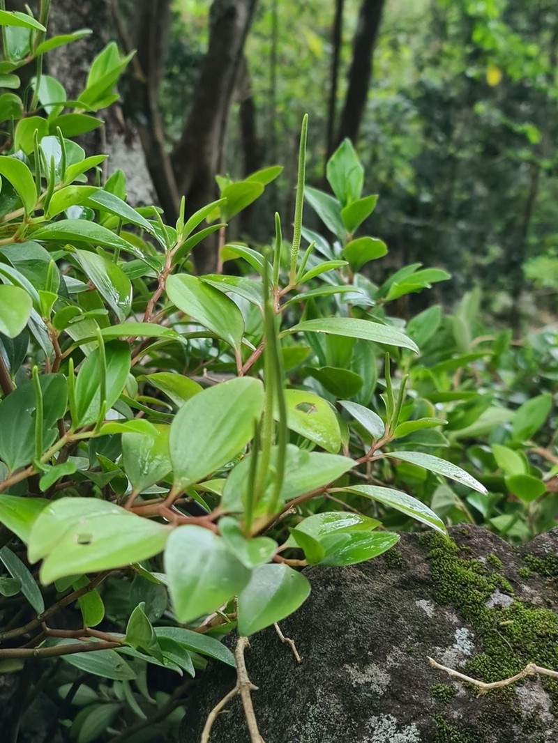 Wheeler's Peperomia photo 5
