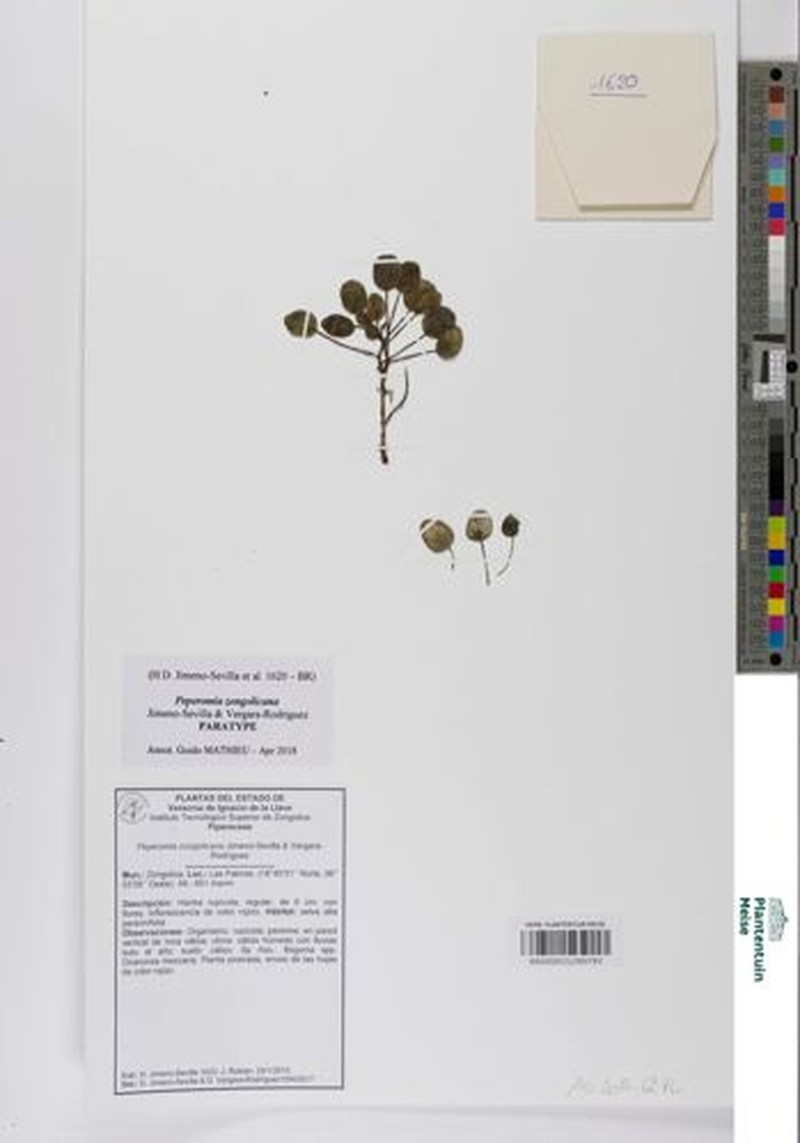 Peperomia zongolicana