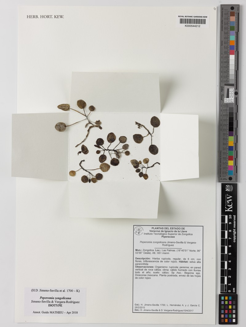 Peperomia zongolicana photo 3
