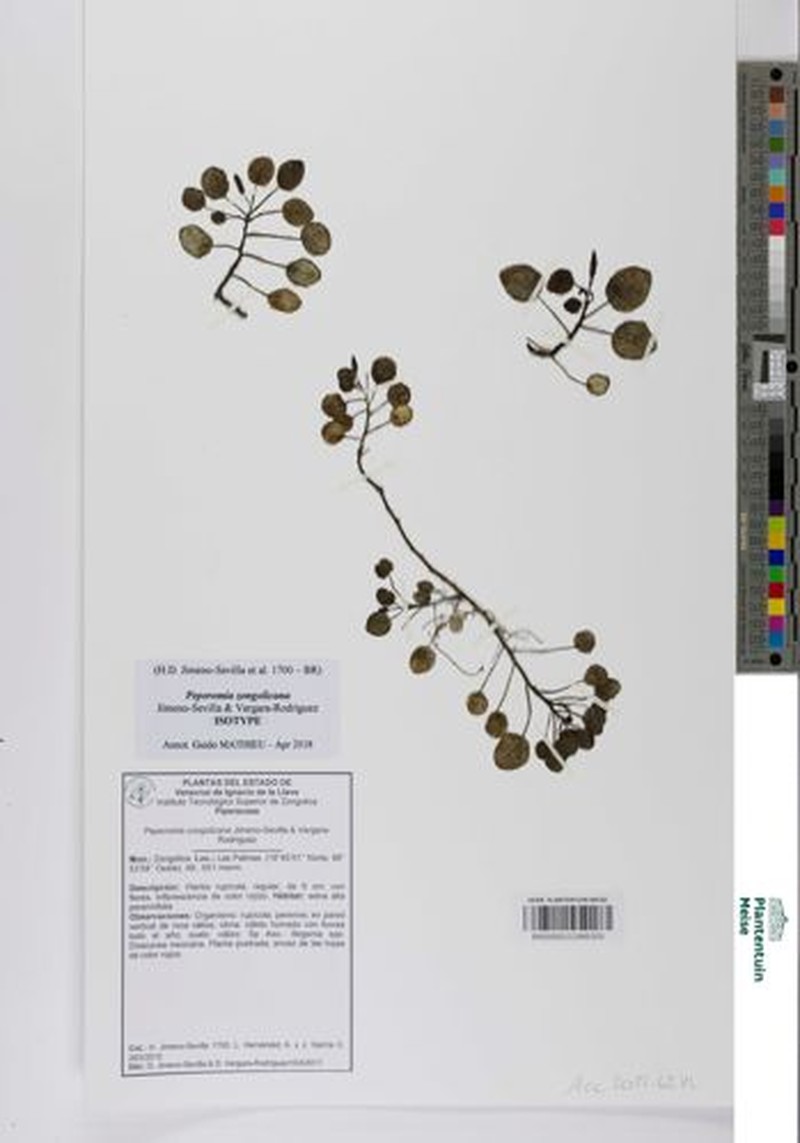 Peperomia zongolicana photo 4