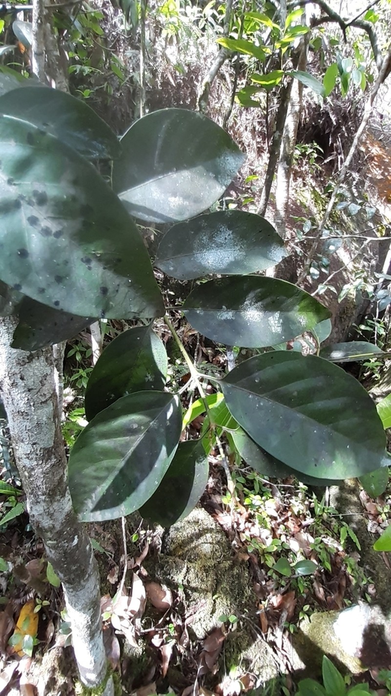 Peponidium carinatum photo 2