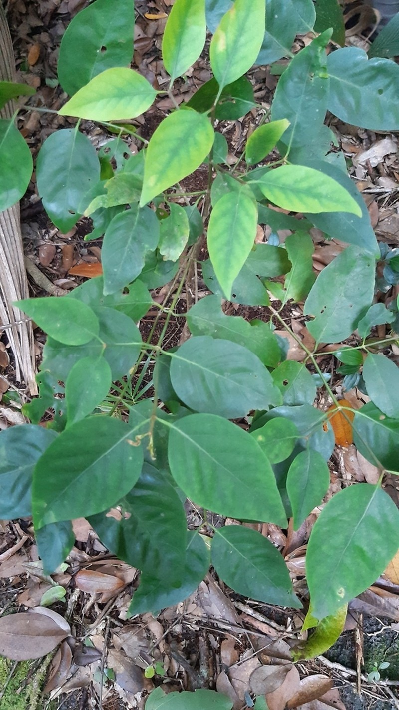 Peponidium carinatum photo 3