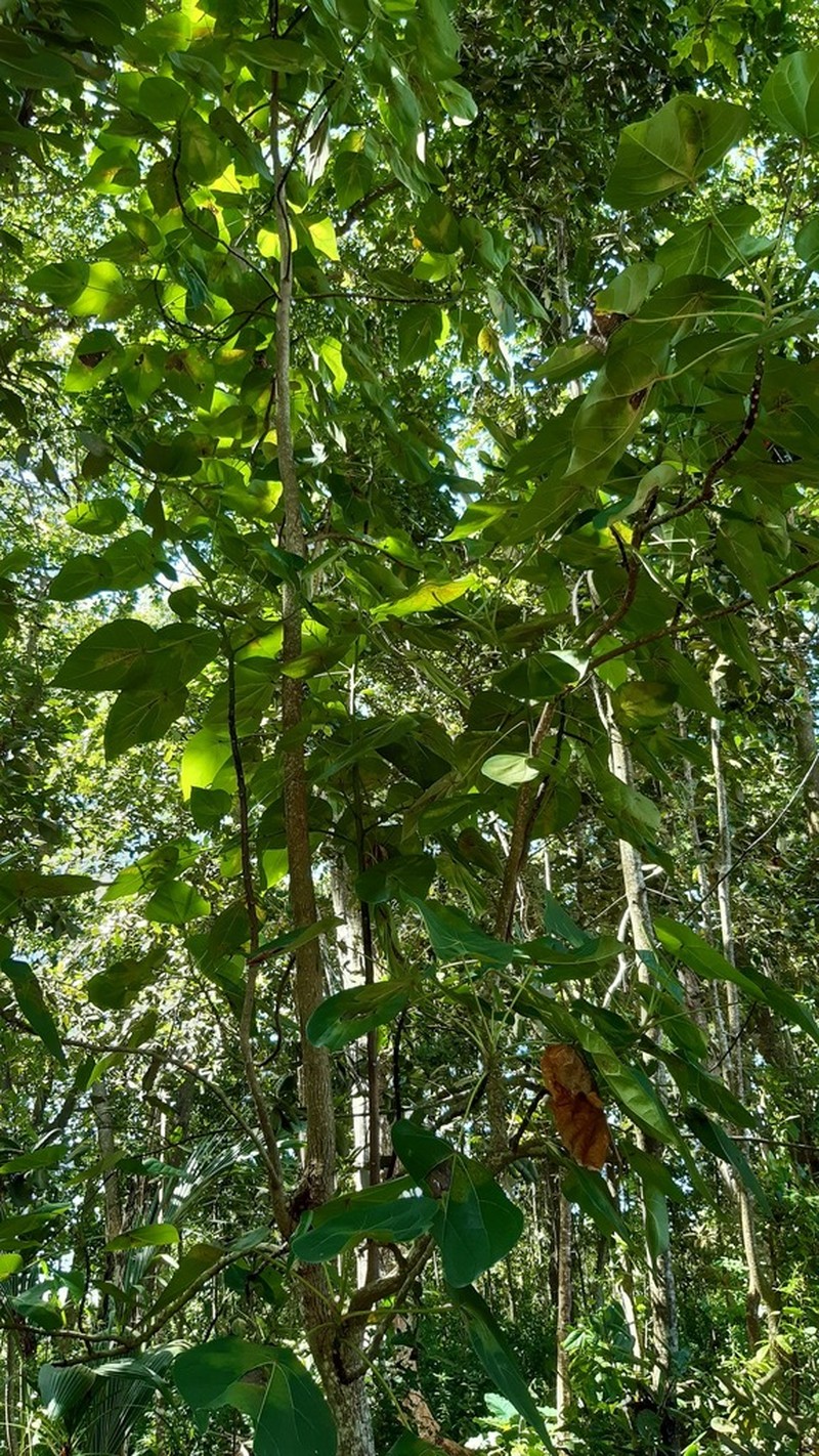 Peponidium carinatum photo 4