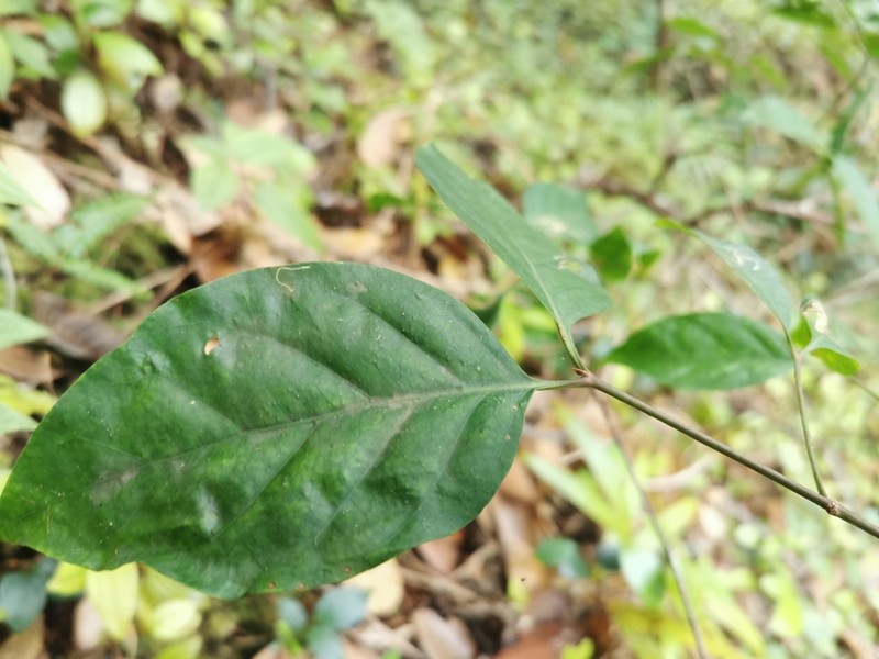 Peponidium celastroides
